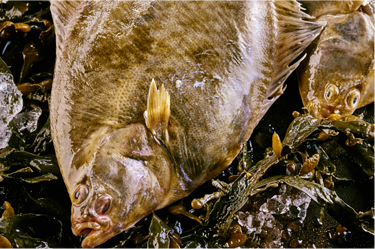 Halibut