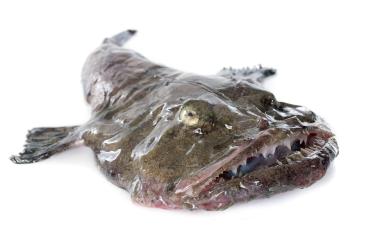 ĎAS mořský, filet